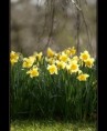 /album/flowers/spring-rain-jpg/